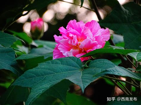 芙蓉樹照顧|【芙蓉樹照顧】新手必看！芙蓉樹照顧秘技：種植、施肥、修剪、。